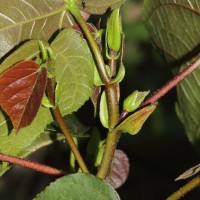 Hibiscus tiliaceus L.